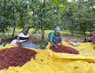 Freshly picked coffee cherries in Ethiopia - the cradle of Arabica coffee. Ethiopia's smallholder farmers produce some of the world's most distinctive coffees, and the crop remains a linchpin of the national economy.