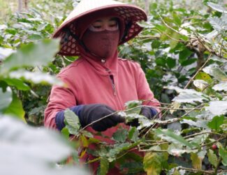 New Titans of Coffee Production