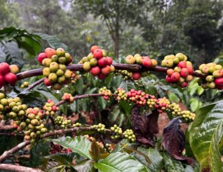 A coffee farm in the mountains showing lush green plants under shade trees, symbolizing climate adaptation in coffee growing regions.