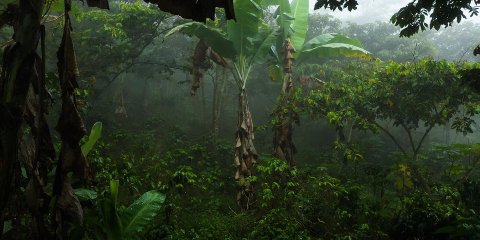 The diversity of trees on shade-grown coffee farms makes them a haven for biodiversity.