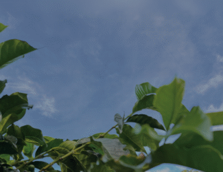 A high-resolution photo of a coffee plantation showing lush green leaves and clusters of red and green coffee cherries in the foreground, set against a clear blue sky with a few clouds and distant hills.
