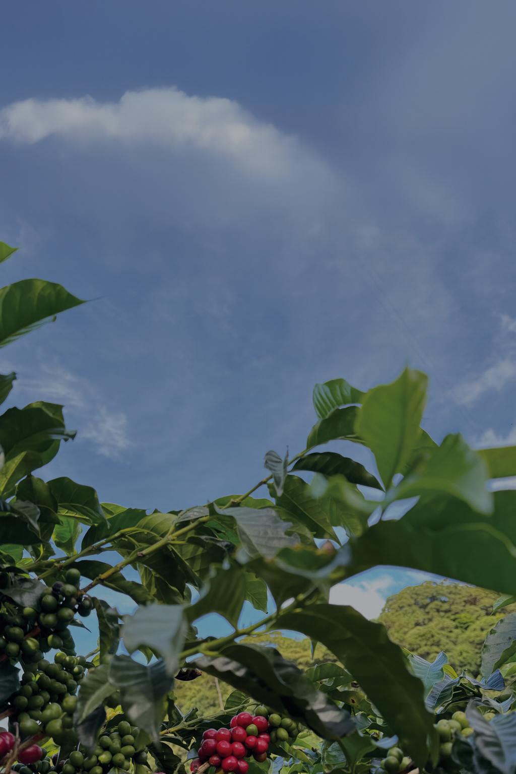 A high-resolution photo of a coffee plantation showing lush green leaves and clusters of red and green coffee cherries in the foreground, set against a clear blue sky with a few clouds and distant hills.