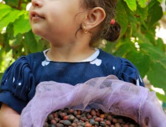 A Yemeni girl holding freshly harvested coffee cherries in her father's farm in Wadi Anah, Al Udayn District, Ibb Governorate, Yemen.