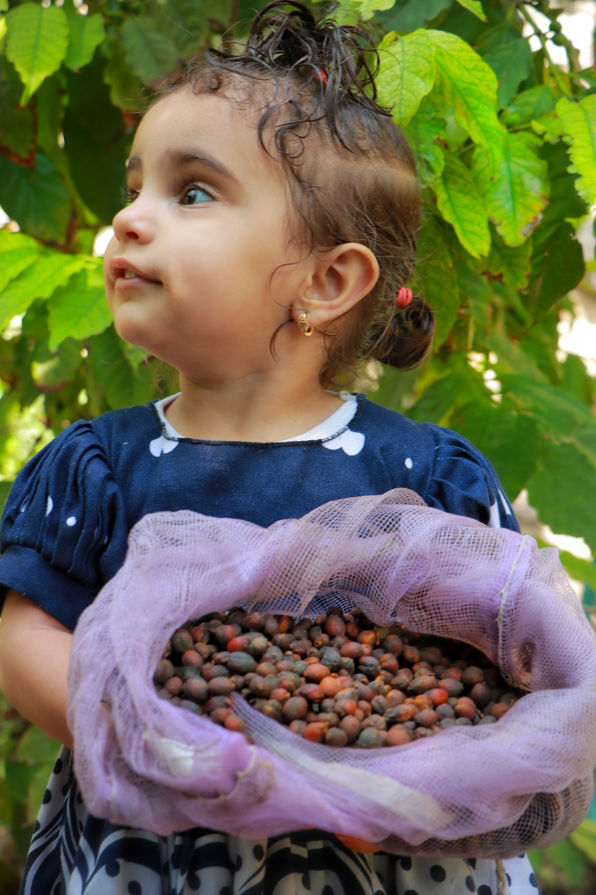 A Yemeni girl holding freshly harvested coffee cherries in her father's farm in Wadi Anah, Al Udayn District, Ibb Governorate, Yemen.