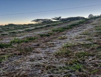Coffee plants in Brazil’s Cerrado Mineiro covered with morning frost, showing visible ice on the ground and leaves during a cold snap in August 2025.