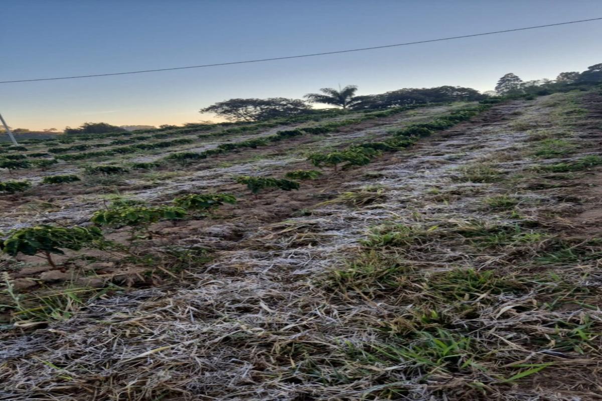 Coffee plants in Brazil’s Cerrado Mineiro covered with morning frost, showing visible ice on the ground and leaves during a cold snap in August 2025.