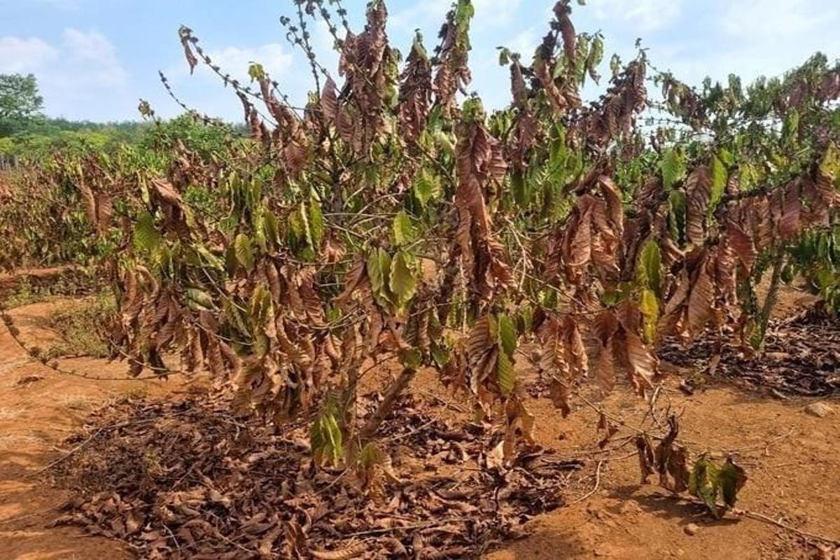 A withered coffee plant in dry, cracked soil under a partly cloudy sky in Brazil. The leaves are brown and curled, showing signs of drought stress. Surrounding plants in the field appear similarly affected, highlighting the impact of extreme heat and water scarcity on coffee farms.
