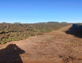 Coffee plants in a Brazilian farm showing slight frost damage under a clear blue sky, with rows of trees stretching into the distance.
