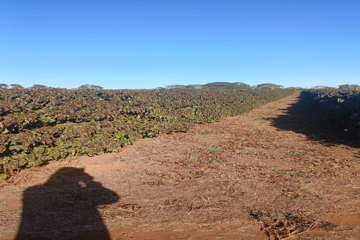 Coffee plants in a Brazilian farm showing slight frost damage under a clear blue sky, with rows of trees stretching into the distance.