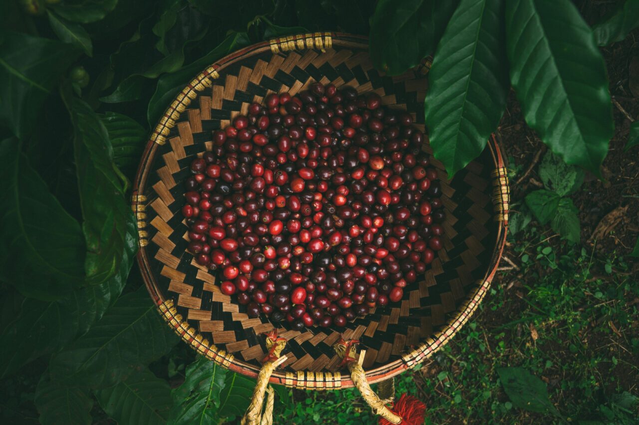 A woven basket filled with freshly harvested red coffee cherries, placed among lush green coffee leaves on the ground in Vietnam’s Central Highlands.