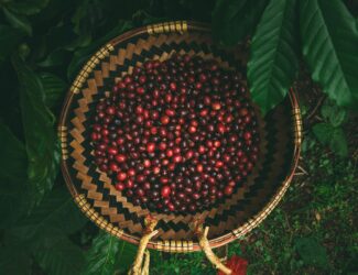 A woven basket filled with freshly harvested red coffee cherries, placed among lush green coffee leaves on the ground in Vietnam’s Central Highlands.