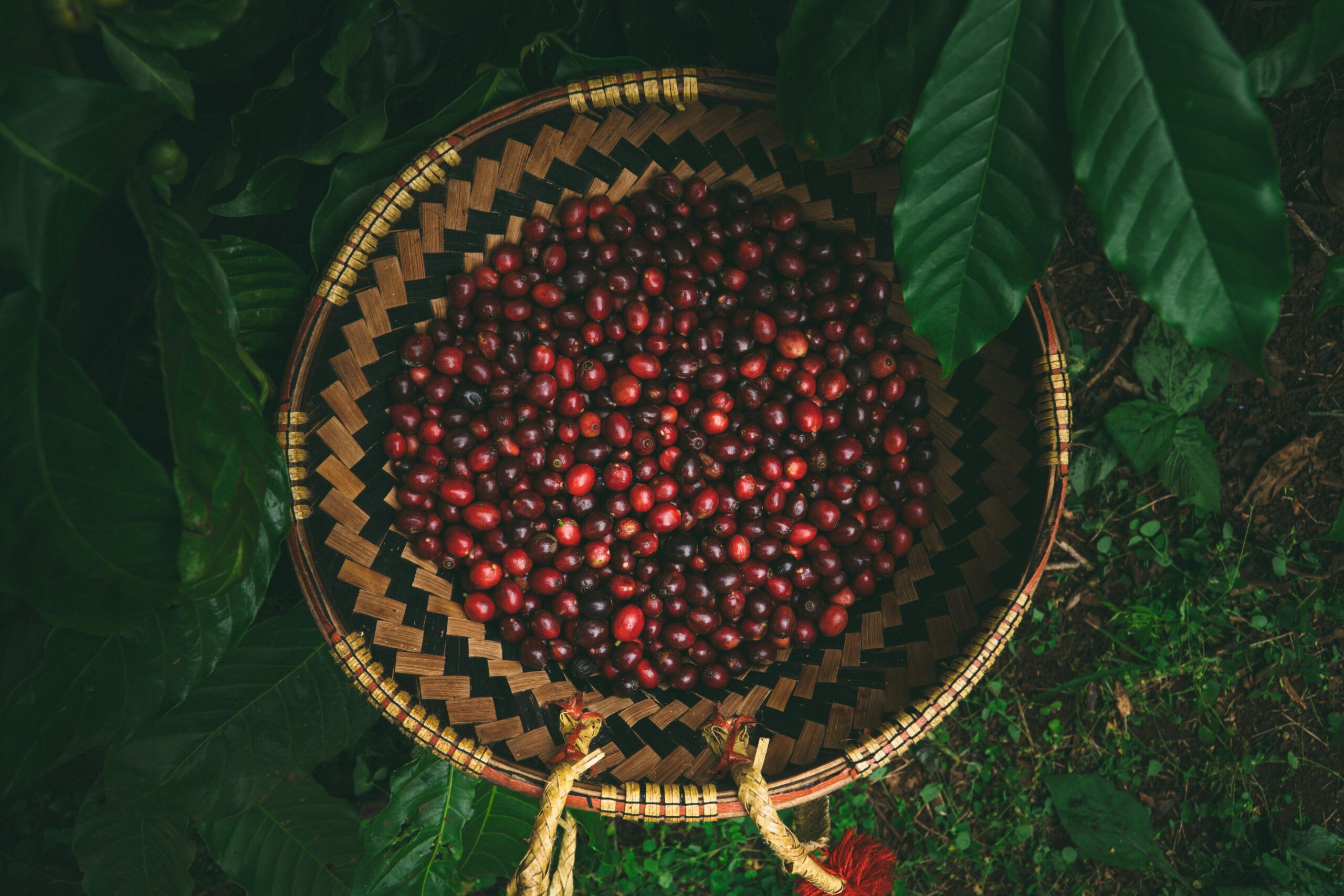 A woven basket filled with freshly harvested red coffee cherries, placed among lush green coffee leaves on the ground in Vietnam’s Central Highlands.
