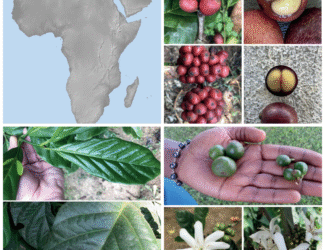 Collage showing Africa map and coffee plant stages — white blossoms, green and ripe cherries, beans, and leaves — highlighting coffee’s African origins.
