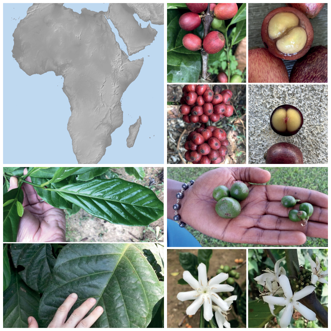 Collage showing Africa map and coffee plant stages — white blossoms, green and ripe cherries, beans, and leaves — highlighting coffee’s African origins.