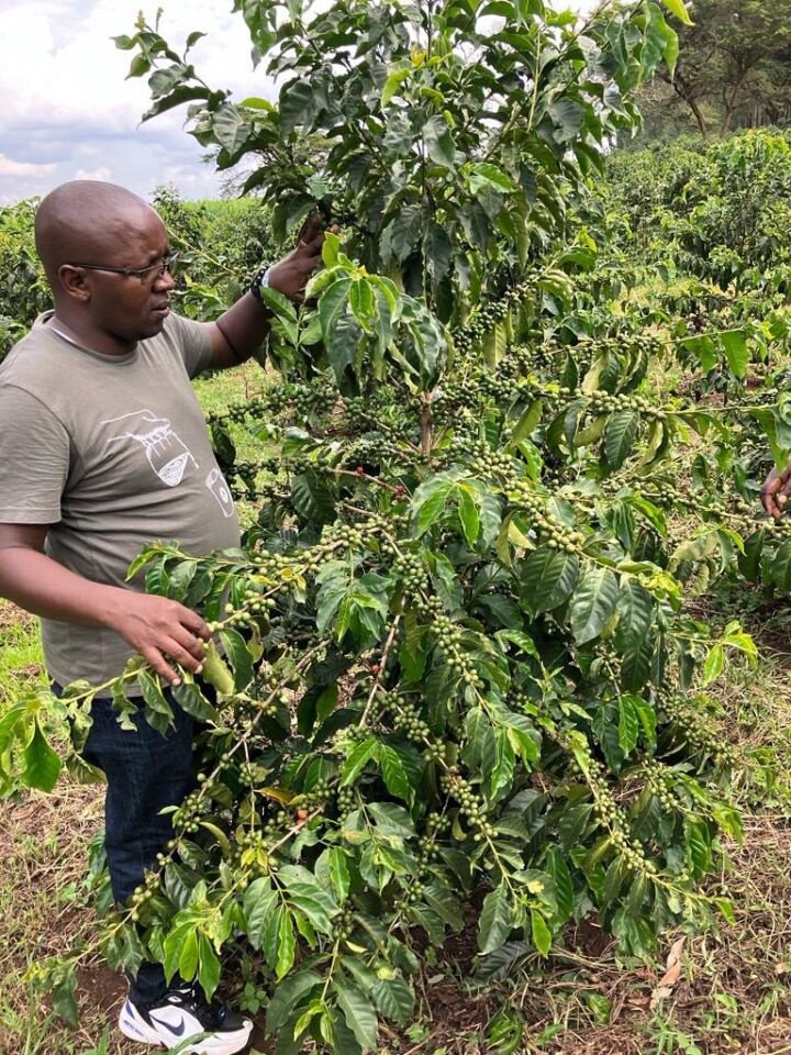 Kipkemoi Seroney inspects SL28 trees at Kaplelgot Coffee Estate ahead of the 2026 harvest. Healthy canopies and deep-root systems signal a promising season.