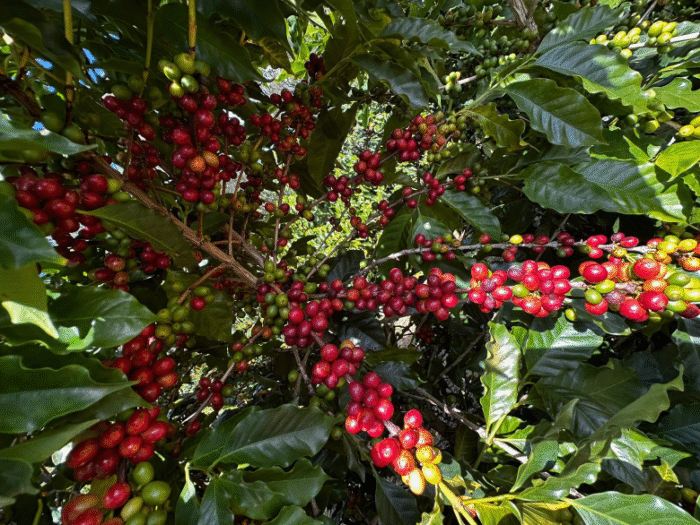 Coffee Prices Plunge on Rain Forecasts for Brazil