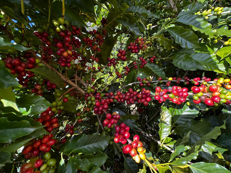 Coffee Prices Plunge on Brazil Rain Forecasts, Market Volatility Persists