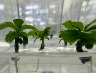 The Future of Arabica: Between Climate Threats and Breeding Innovations