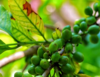 Close-up of unripe green coffee cherries growing on a branch in Yemen, surrounded by vibrant leaves.