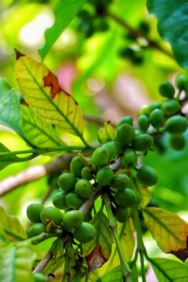 Close-up of unripe green coffee cherries growing on a branch in Yemen, surrounded by vibrant leaves.