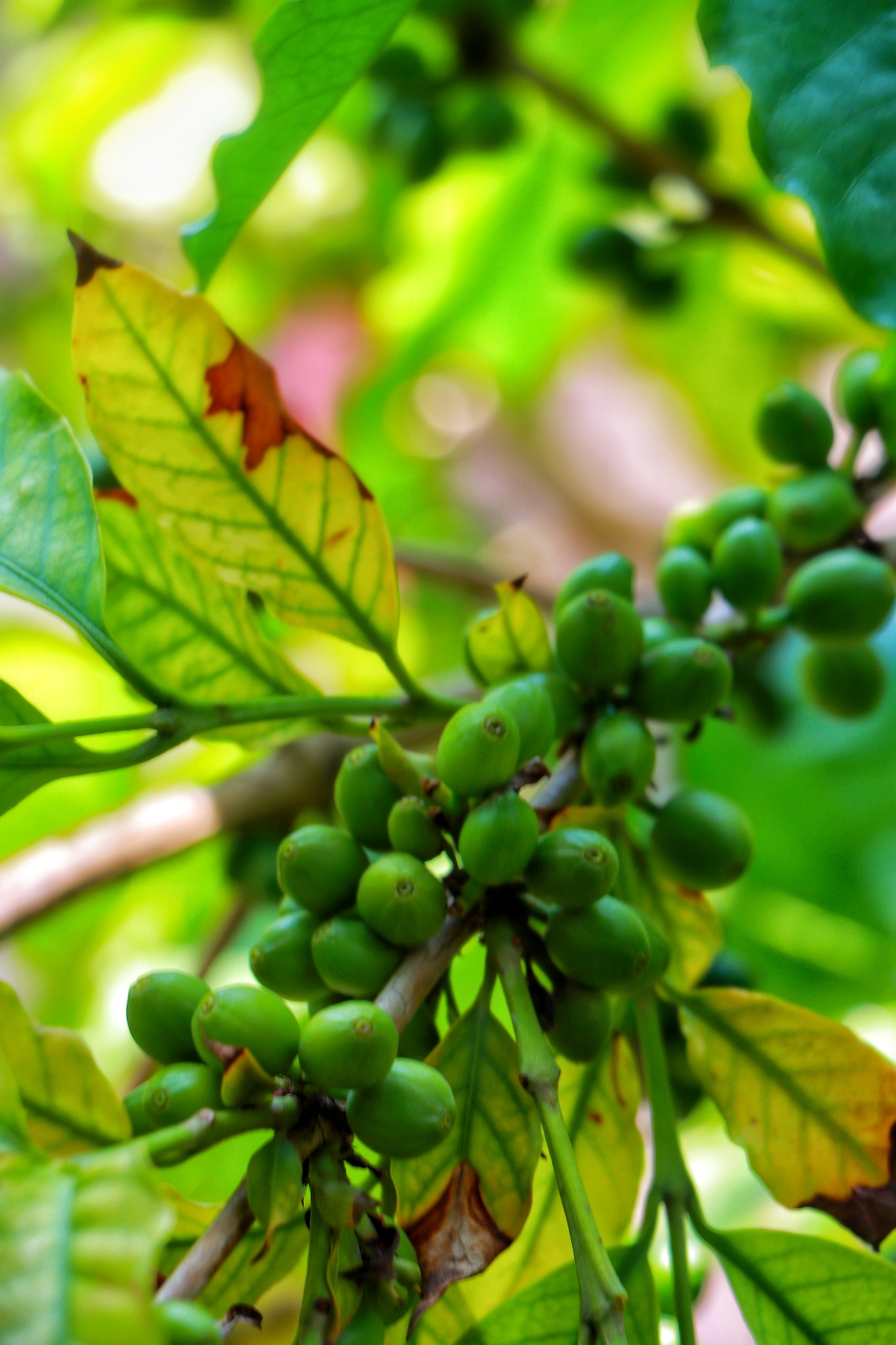 Close-up of unripe green coffee cherries growing on a branch in Yemen, surrounded by vibrant leaves.