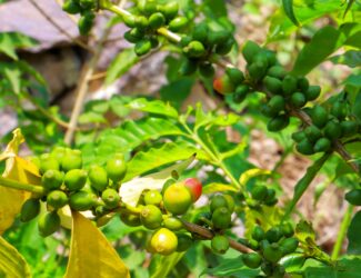 A coffee farm in Wadi Anah, in the Al-Udayn district of Ibb Governorate, Yemen, where the famous Al-Udayni coffee is grown.