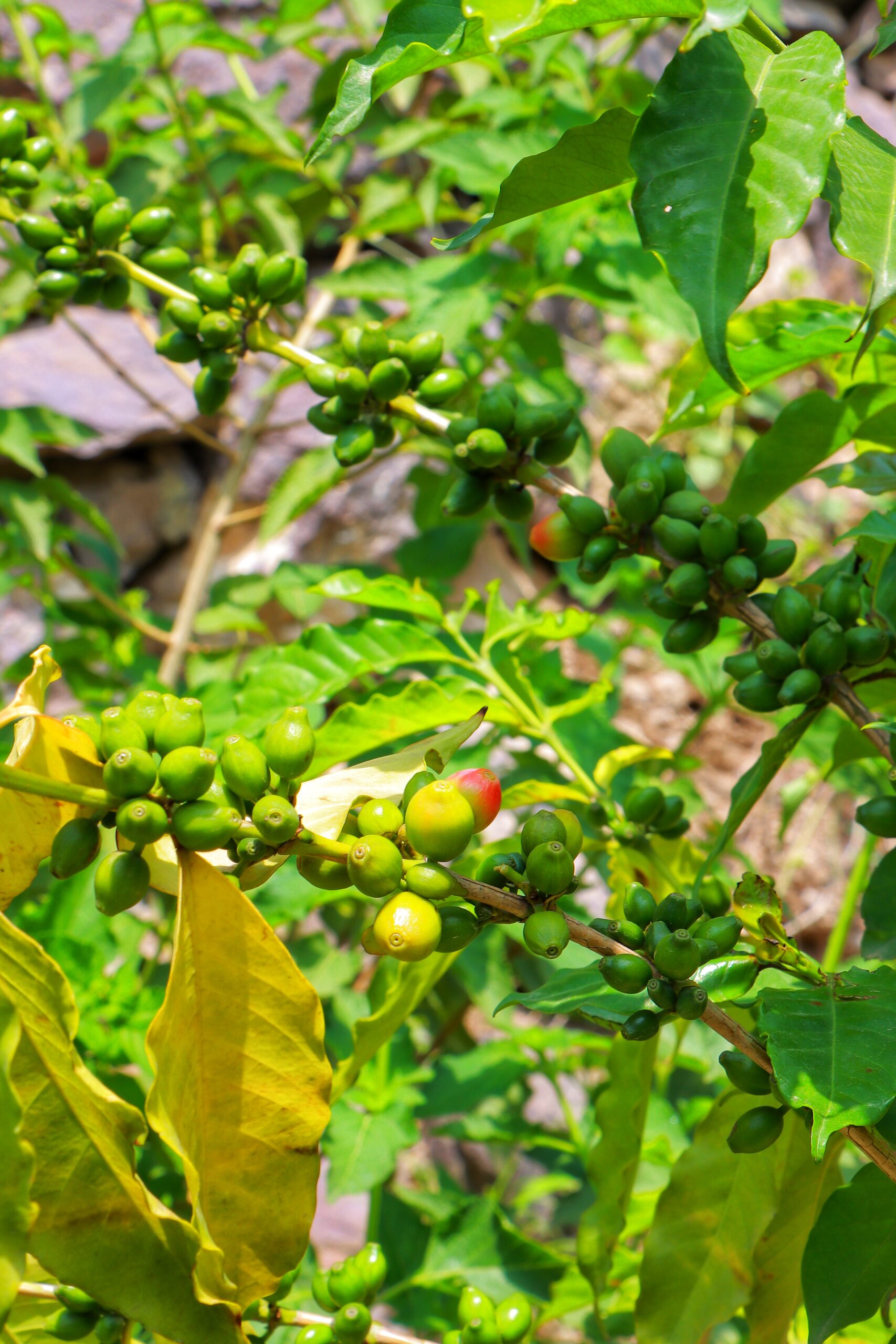 A coffee farm in Wadi Anah, in the Al-Udayn district of Ibb Governorate, Yemen, where the famous Al-Udayni coffee is grown.