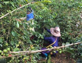 Vietnam on the Brink of a Thriving Coffee Season: Higher Yields and Greener Practices