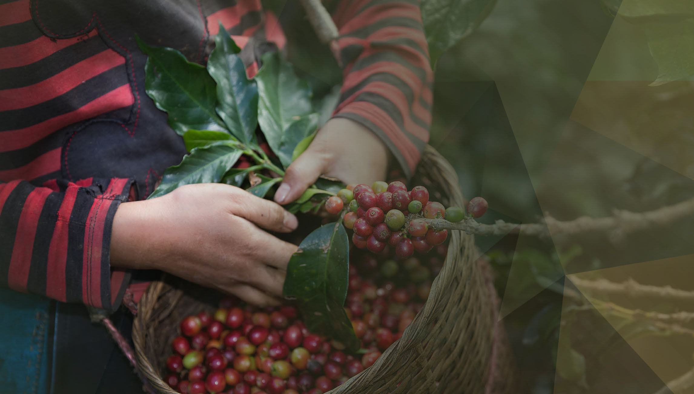 A small coffee farmer harvesting ripe red coffee cherries by hand into a woven basket, symbolizing the role of smallholders in the global coffee industry.
