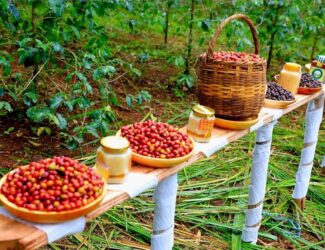 Ethiopia Raises Capital Requirements for Coffee Exporters in 2025