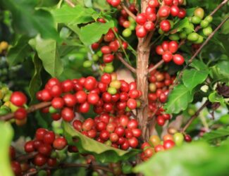 Close-up of an Ethiopian coffee tree with ripe red cherries and unripe green cherries growing among bright green leaves.