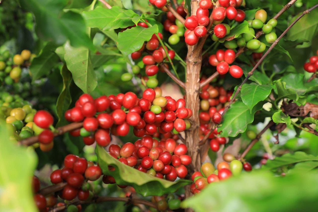 Close-up of an Ethiopian coffee tree with ripe red cherries and unripe green cherries growing among bright green leaves.