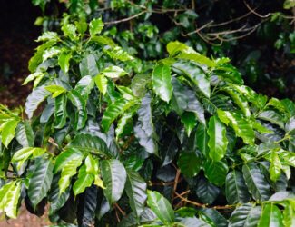 Rainforest Alliance Launches First Regenerative Agriculture Certification for Coffee