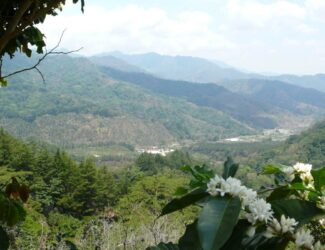 A scenic mountain view with blooming coffee plants, symbolizing sustainable and organic coffee cultivation in natural harmony.