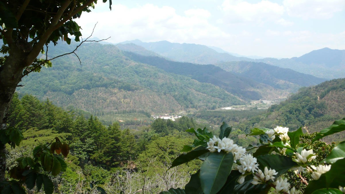 A scenic mountain view with blooming coffee plants, symbolizing sustainable and organic coffee cultivation in natural harmony.