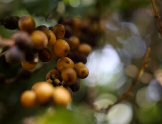 Arabica Coffee Prices Dip as Brazil Rains and Tariff Talks Pressure Market