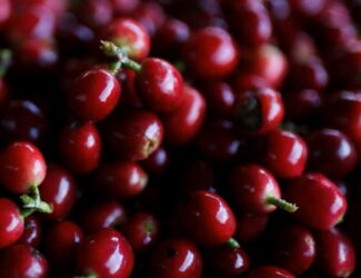 Freshly harvested coffee cherries at a Colombian plantation during the record 2025 coffee season