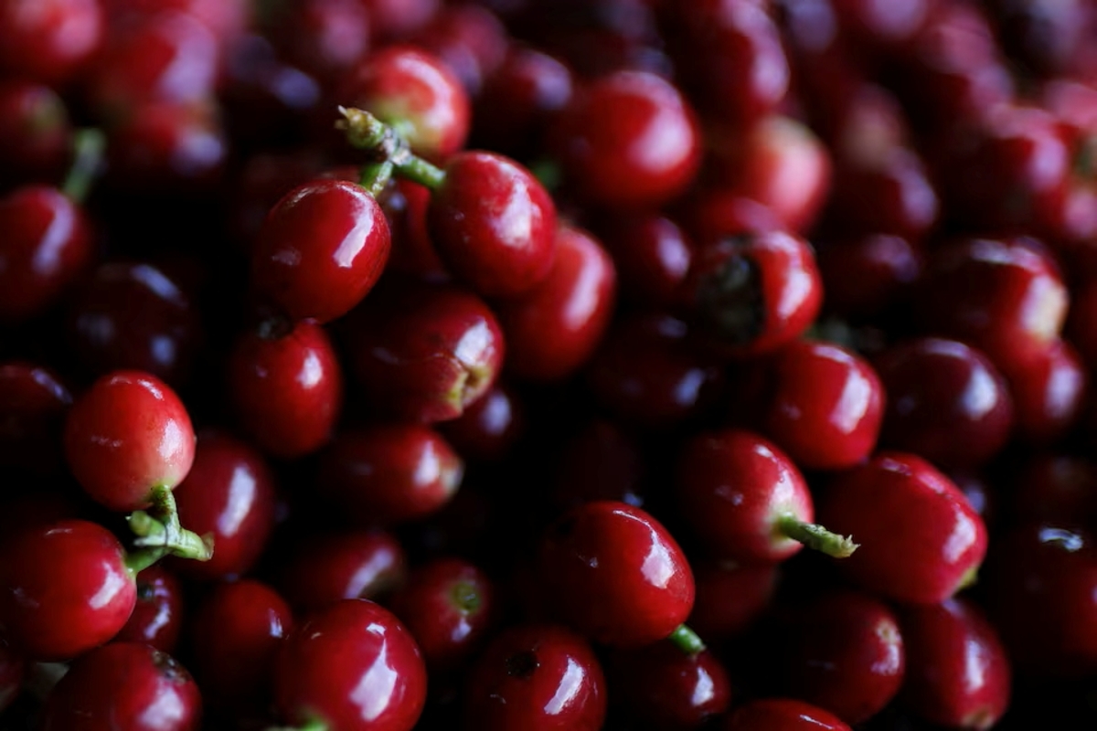 Freshly harvested coffee cherries at a Colombian plantation during the record 2025 coffee season