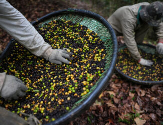 Jacu Bird Coffee Defies Trump’s Tariffs as Brazil’s Specialty Coffee Exports Collapse