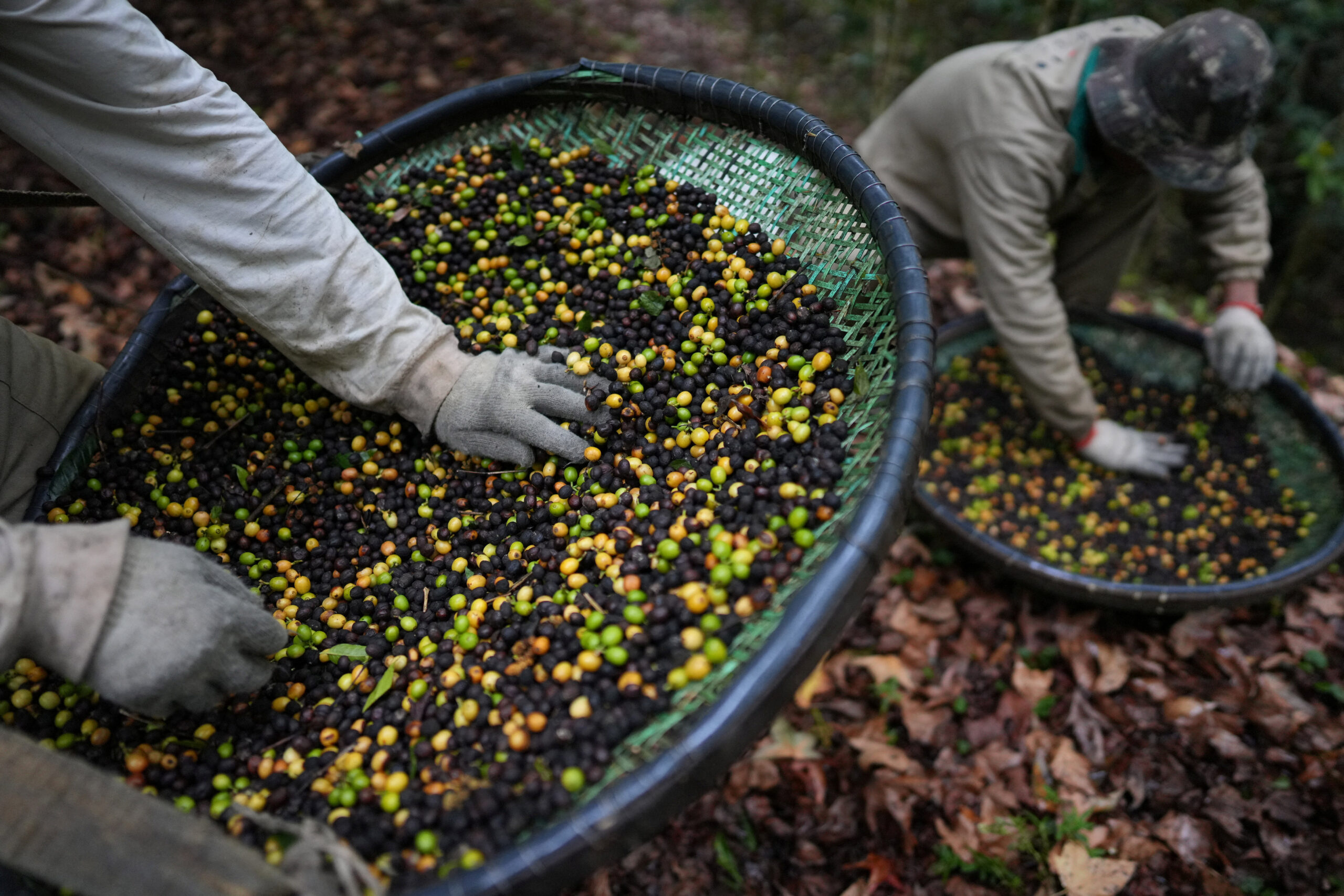 Jacu Bird Coffee Defies Trump’s Tariffs as Brazil’s Specialty Coffee Exports Collapse