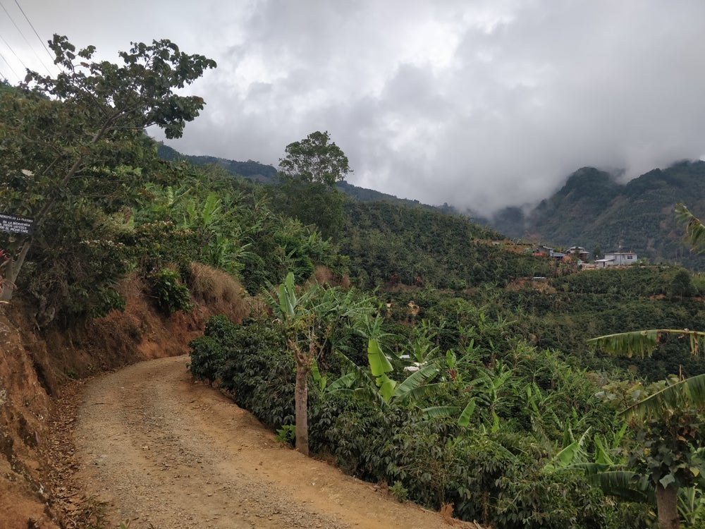 Farmers harvesting ripe coffee cherries in Central America during the 2025/26 season, reflecting improved weather and stronger yields.