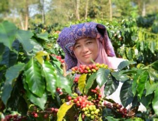 An Indonesian woman stands among ripe red Arabica coffee cherries on a lush green farm in East Java, smiling as she tends the coffee plants during harvest season.