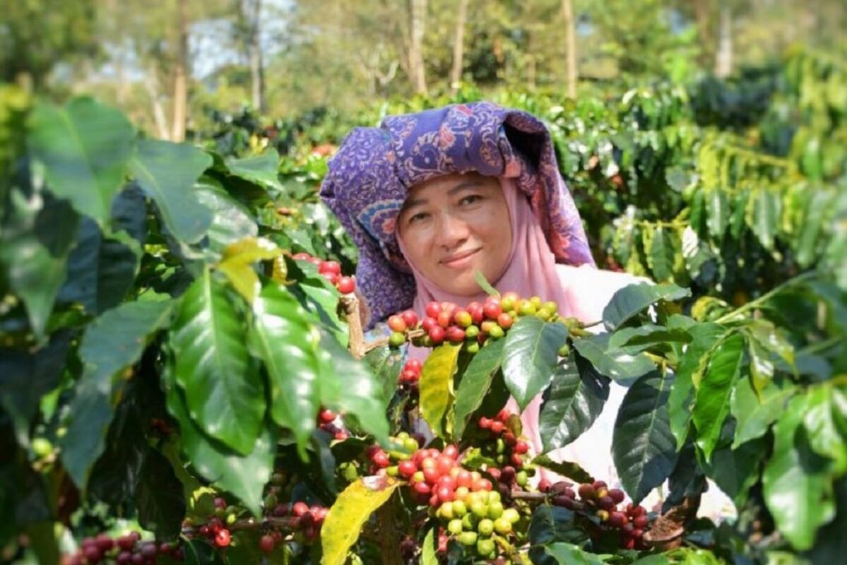 An Indonesian woman stands among ripe red Arabica coffee cherries on a lush green farm in East Java, smiling as she tends the coffee plants during harvest season.