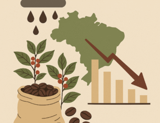 Illustration showing Brazil’s coffee market under weather impact — a green map of Brazil with raindrops above, coffee plants with red cherries, a burlap sack of beans, and a downward trend graph symbolizing falling arabica prices due to rain forecasts.