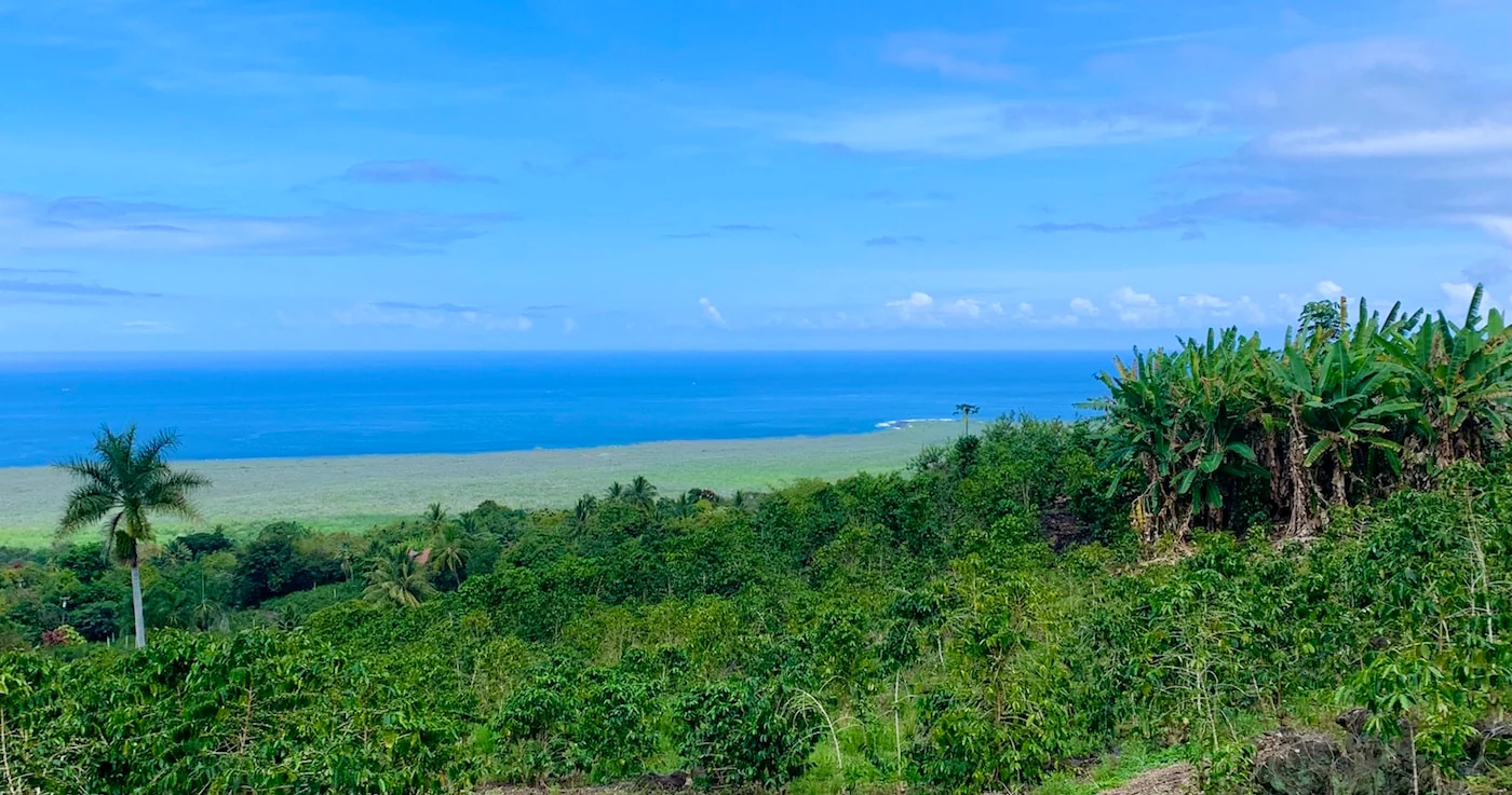 A lush Kona coffee farm on the slopes of Mauna Loa in Hawaii, overlooking the Pacific Ocean under a bright blue sky.