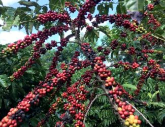 Brazil Set to Overtake Vietnam as the World’s Largest Robusta Coffee Producer