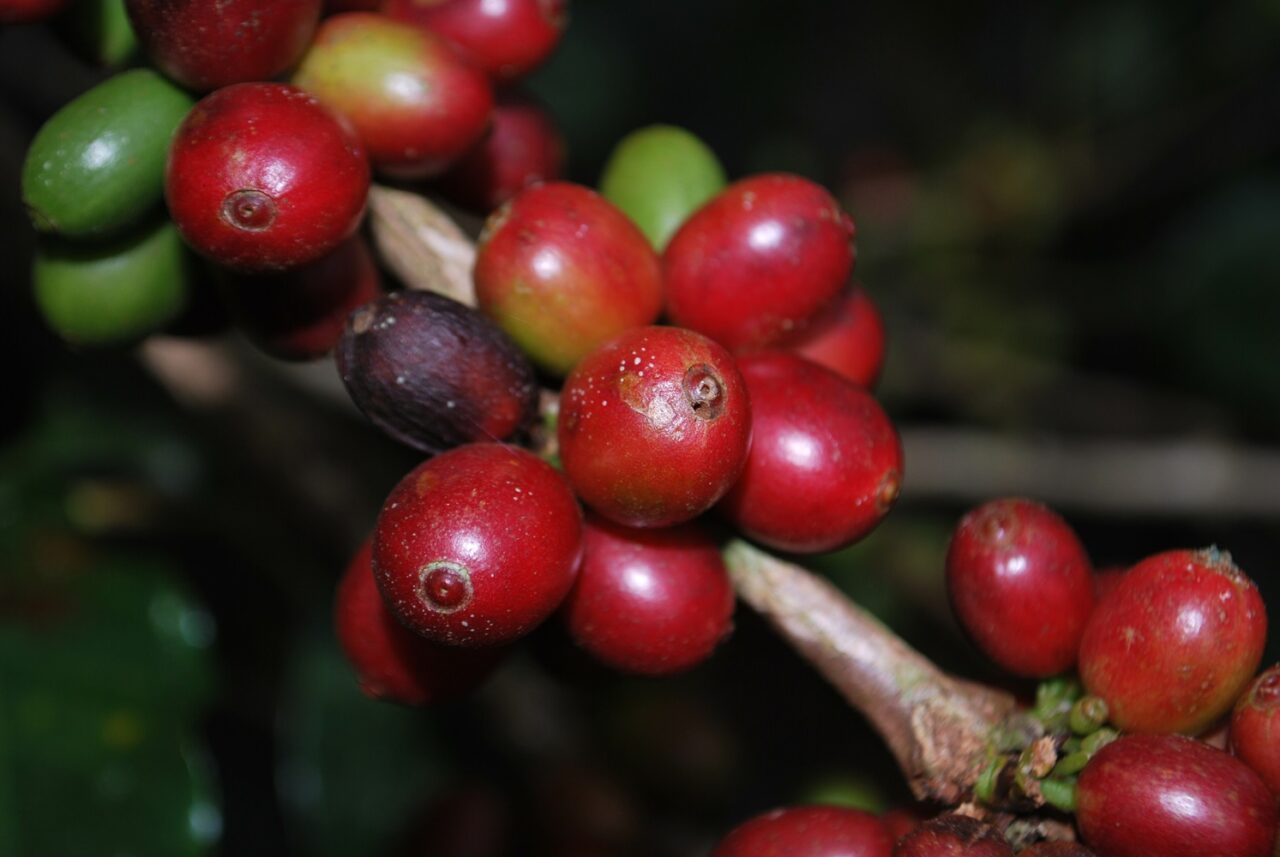 Fermented coffee cherry ingredient developed by Kirin to enhance flavor and promote sustainable coffee farming