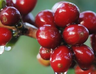 Coffee Prices Fall Amid U.S. Tariff Discussions