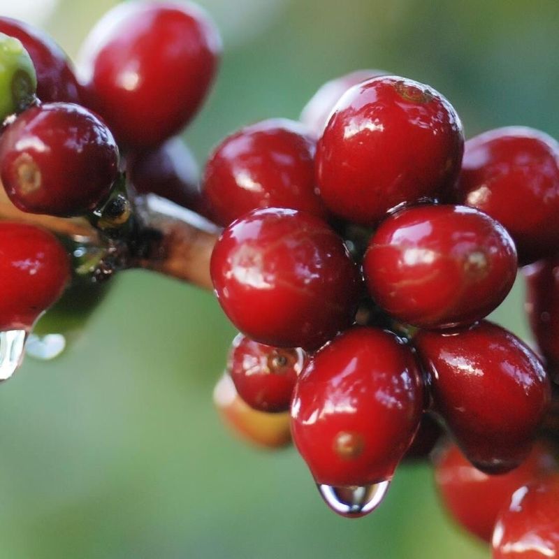 Coffee Prices Fall Amid U.S. Tariff Discussions