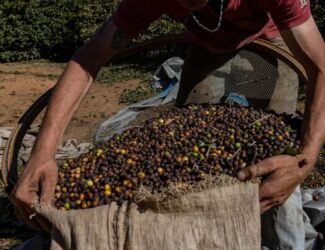 Why Brazil, the World’s Leading Coffee Producer, Is Shifting from Arabica to Robusta